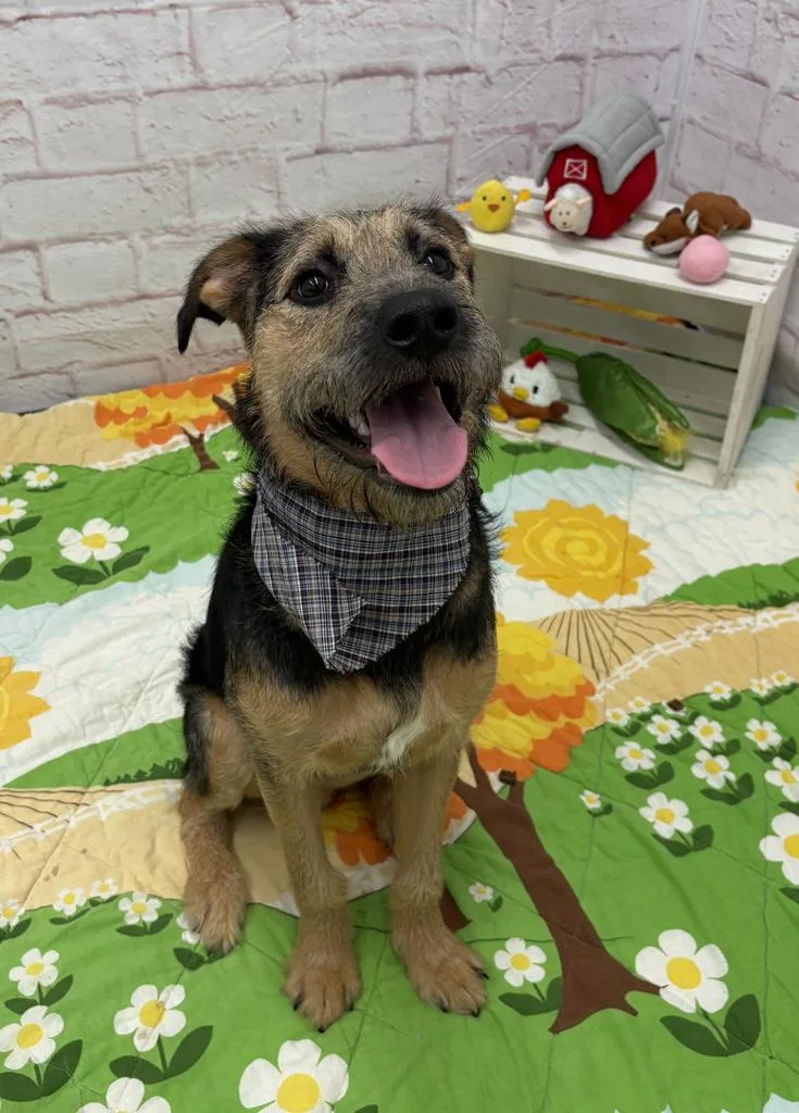 Trillium thumbnail 2