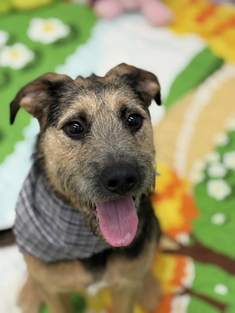 Trillium thumbnail 3