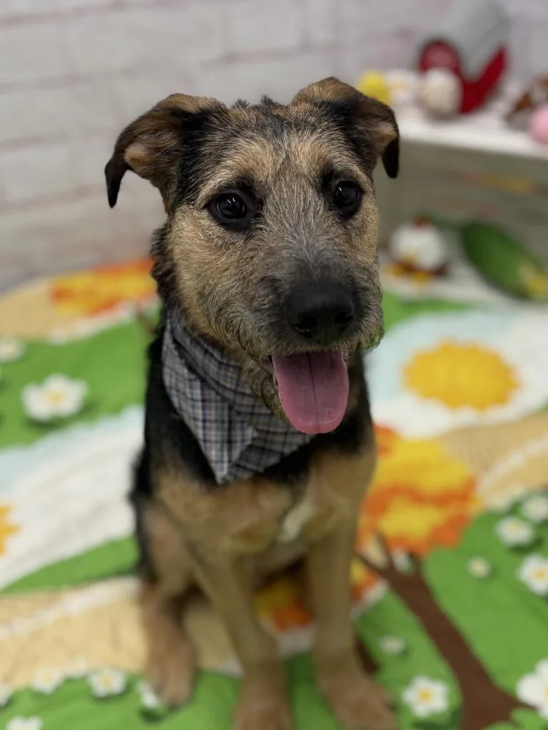 Trillium thumbnail 4