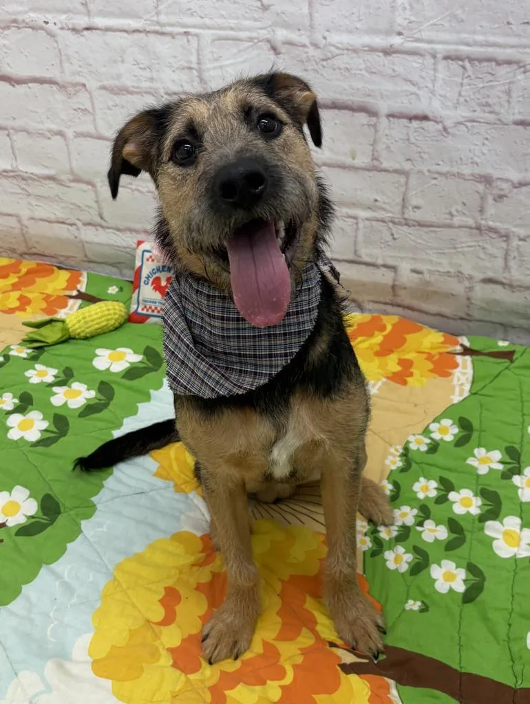 Trillium thumbnail 5