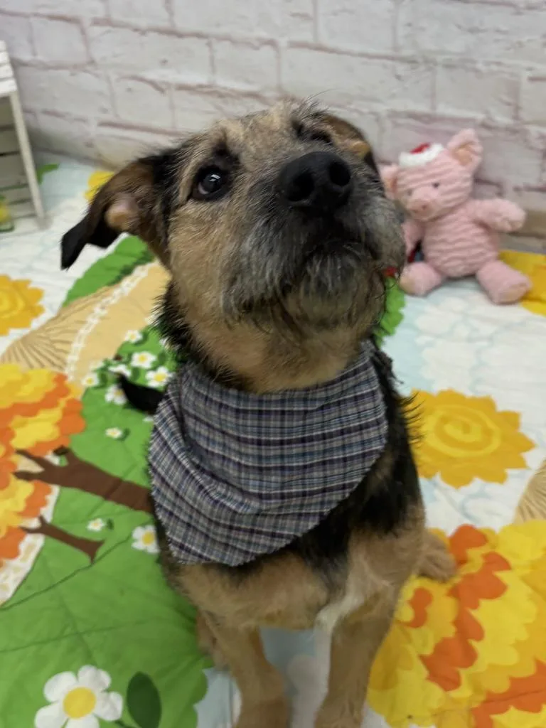 Trillium thumbnail 6