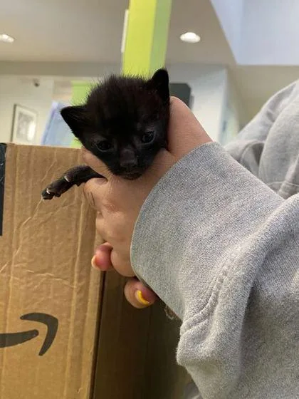 A baby small-sized male Domestic Short Hair cat named Professor Utonium for adoption in Daytona Beach, FL