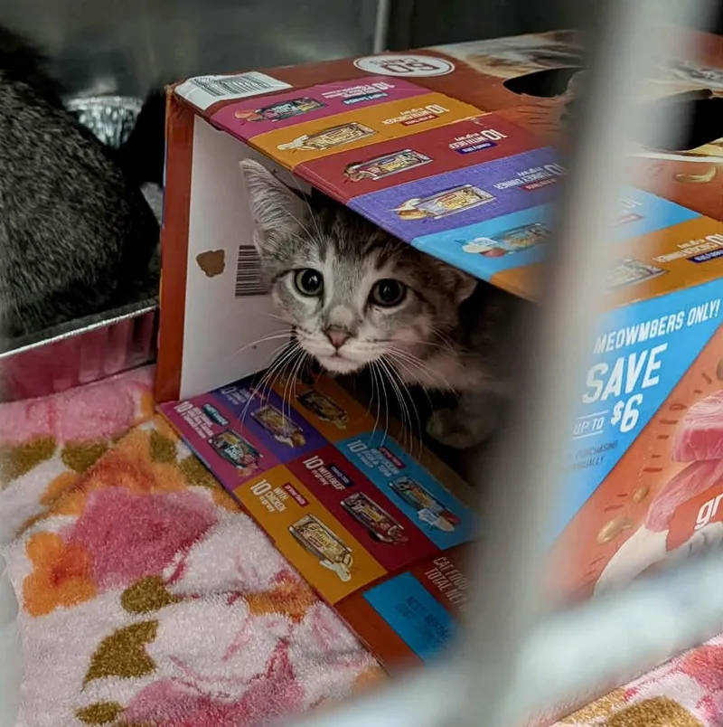 A baby medium-sized female Domestic Short Hair cat named Stella for adoption in Detroit Lakes, MN