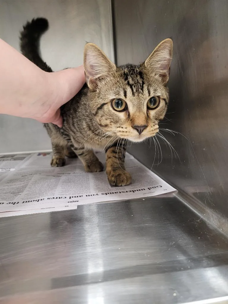 A baby medium-sized male Domestic Short Hair cat named Mufasa for adoption in Angola, IN