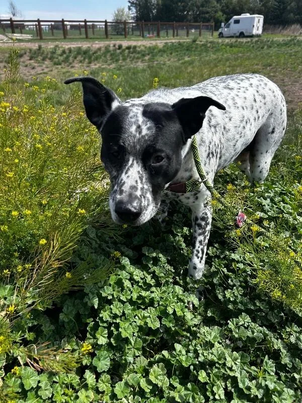 Piper