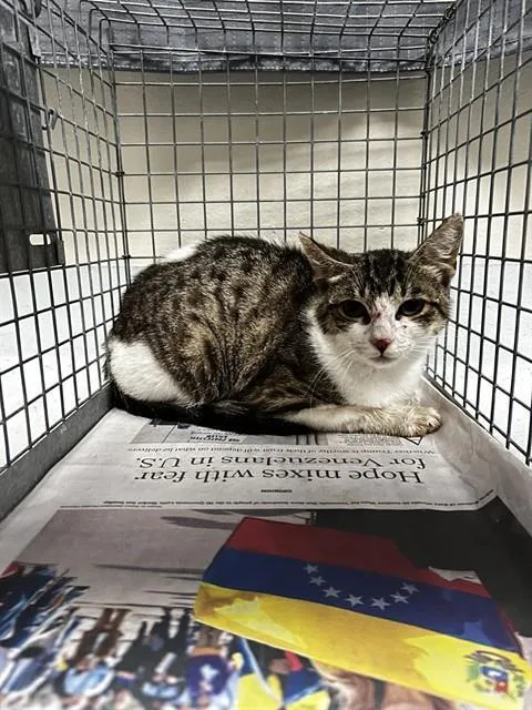 A young medium-sized female Domestic Short Hair cat named A for adoption in Pasadena, TX