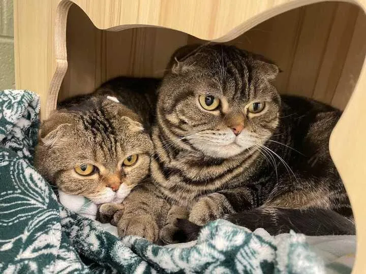 An adult medium-sized male Tabby (Brown / Chocolate) Scottish Fold cat named Thistle & Tweed for adoption in Maidens, VA