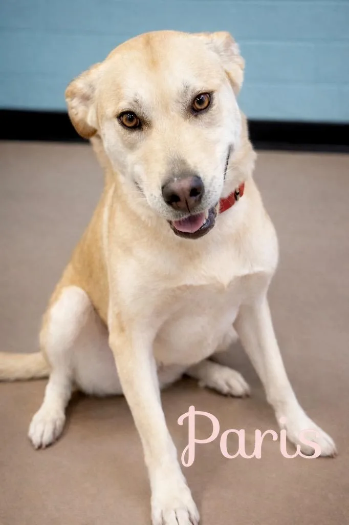 An adult large-sized female Husky dog named Paris for adoption in Princeton, MA