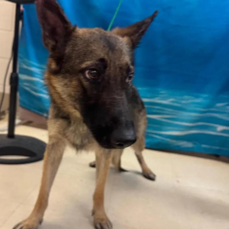 An adult medium-sized female Sable German Shepherd Dog dog named Haylee for adoption in Lake Panasoffkee, FL