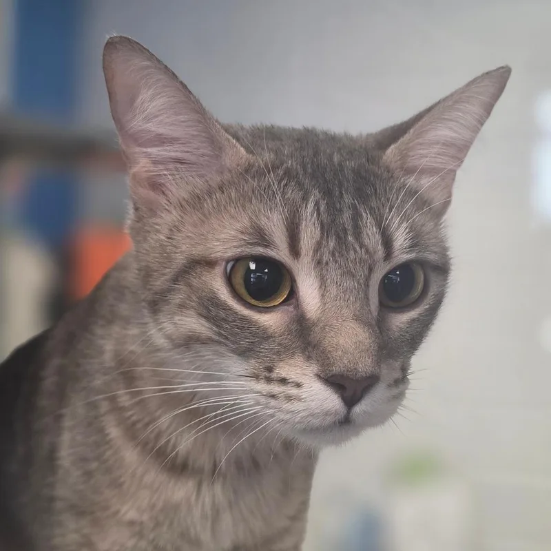 A young medium-sized female Gray / Blue / Silver Domestic Short Hair cat named Kelsi for adoption in Huntsville, AL
