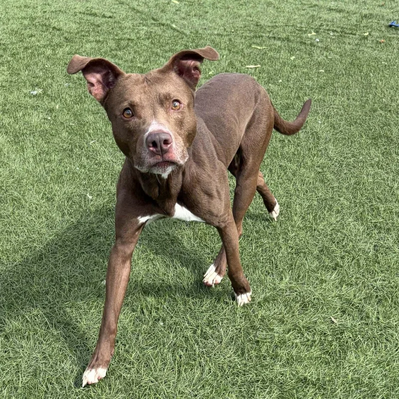 An adult medium-sized male Brown / Chocolate Chocolate Labrador Retriever dog named Rudy for adoption in Lenexa, KS