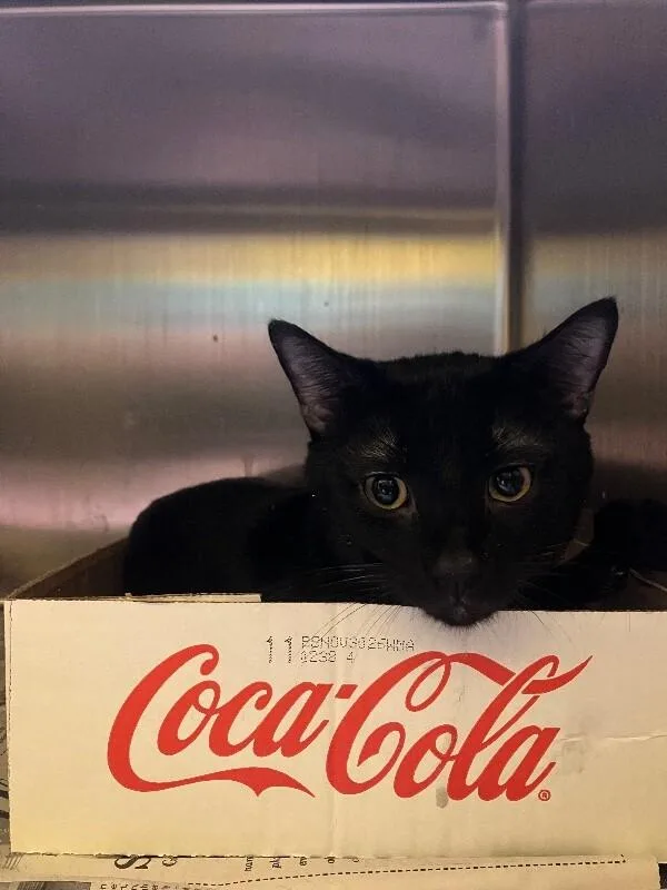 An adult medium-sized male Domestic Short Hair cat named Sylvester for adoption in Jackson, TN