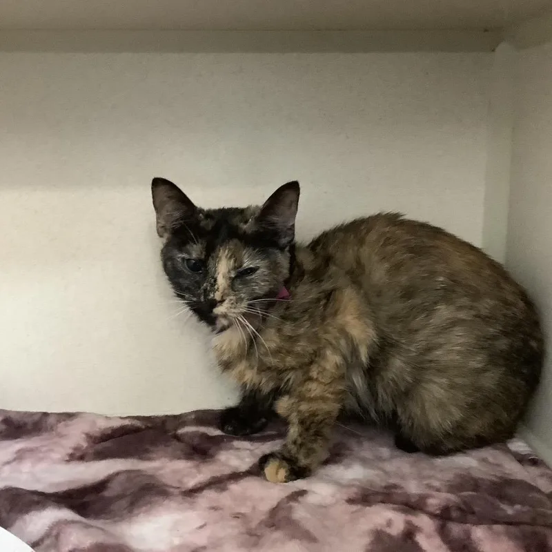 A baby medium-sized female Tortoiseshell Domestic Short Hair cat named Chanel for adoption in Lakeland, FL