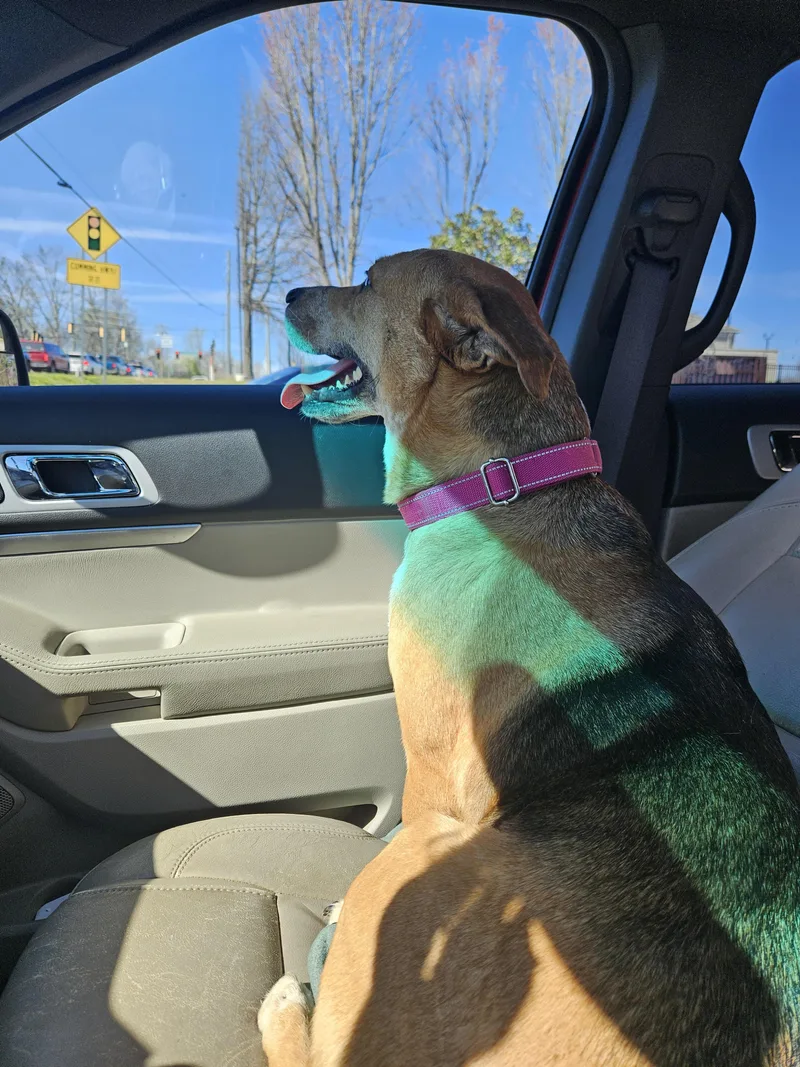 Betty Lou thumbnail 6