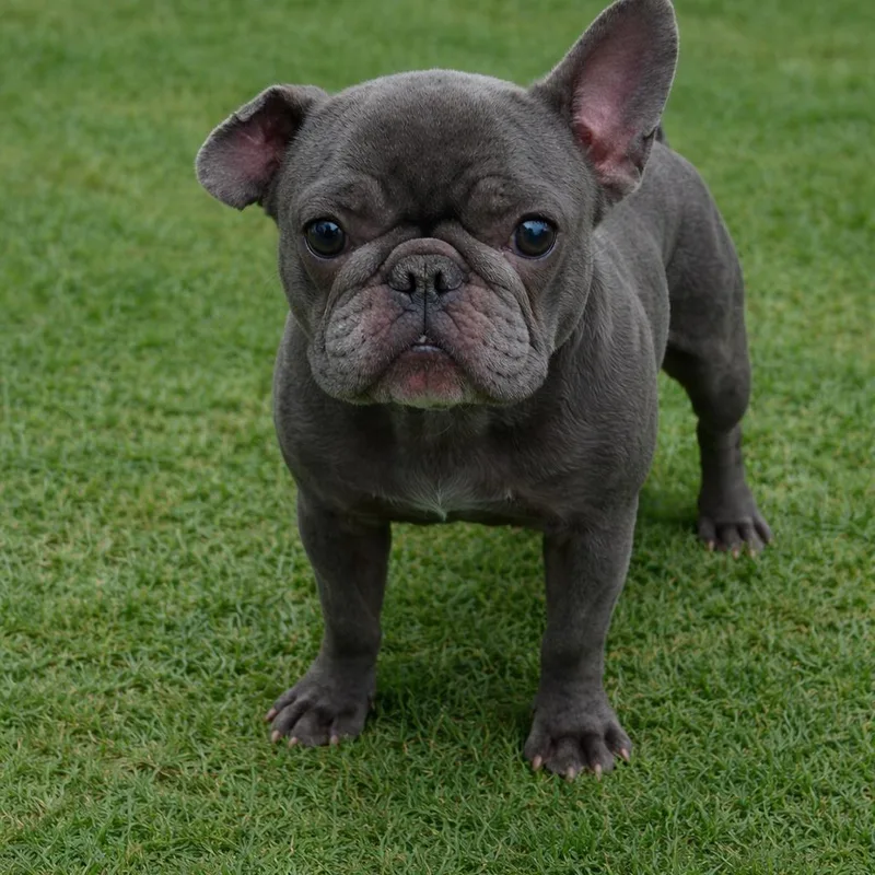 An adult small-sized female Gray / Blue / Silver French Bulldog dog named Lilac for adoption in Las Vegas, NV