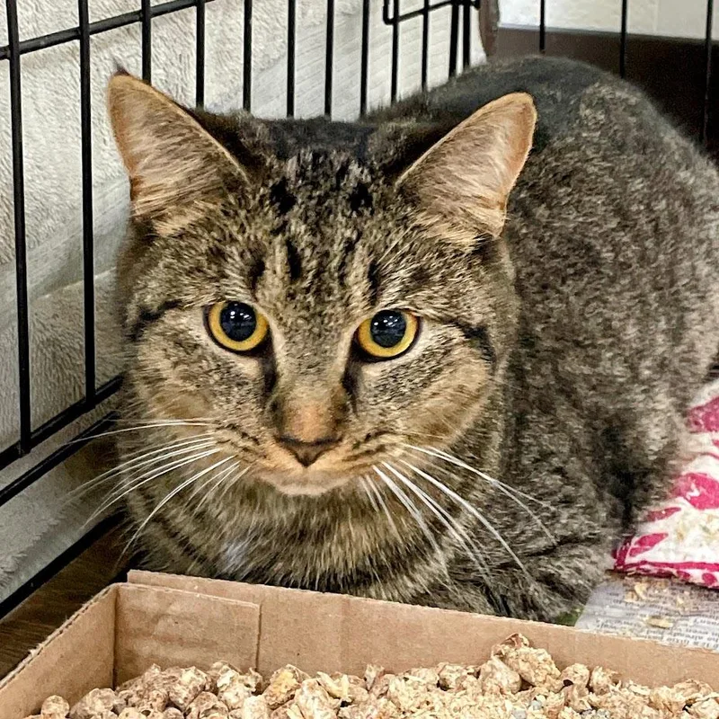 A young small-sized female Brown / Chocolate Siamese cat named SVASStray for adoption in Verona, VA