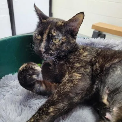 An adult large-sized female Domestic Short Hair cat named Shauna for adoption in Largo, FL