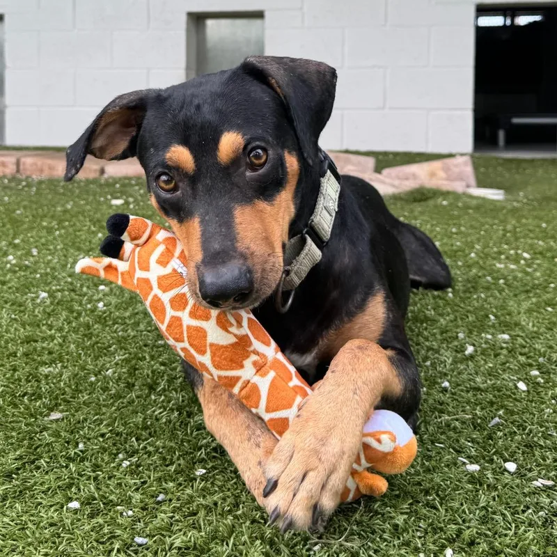 An adult medium-sized male Black Mixed Breed dog named Zaatar for adoption in Englewood, FL