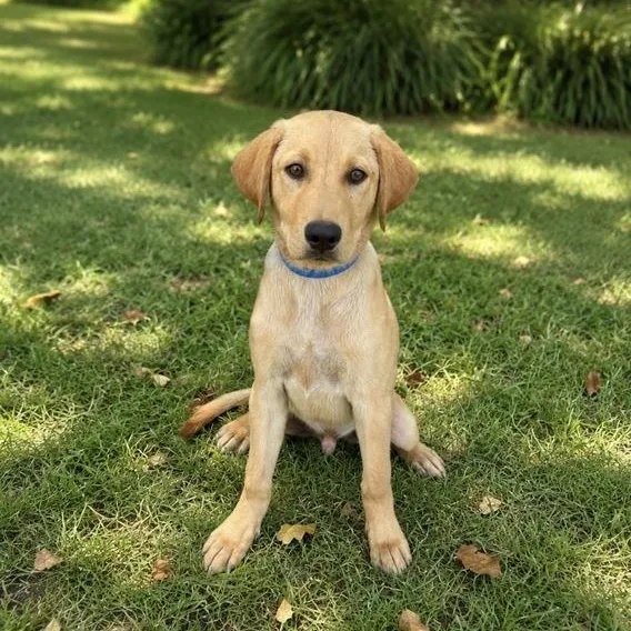 A baby medium-sized male Yellow / Tan / Blond / Fawn Labrador Retriever dog named Chewy for adoption in Valdosta, GA