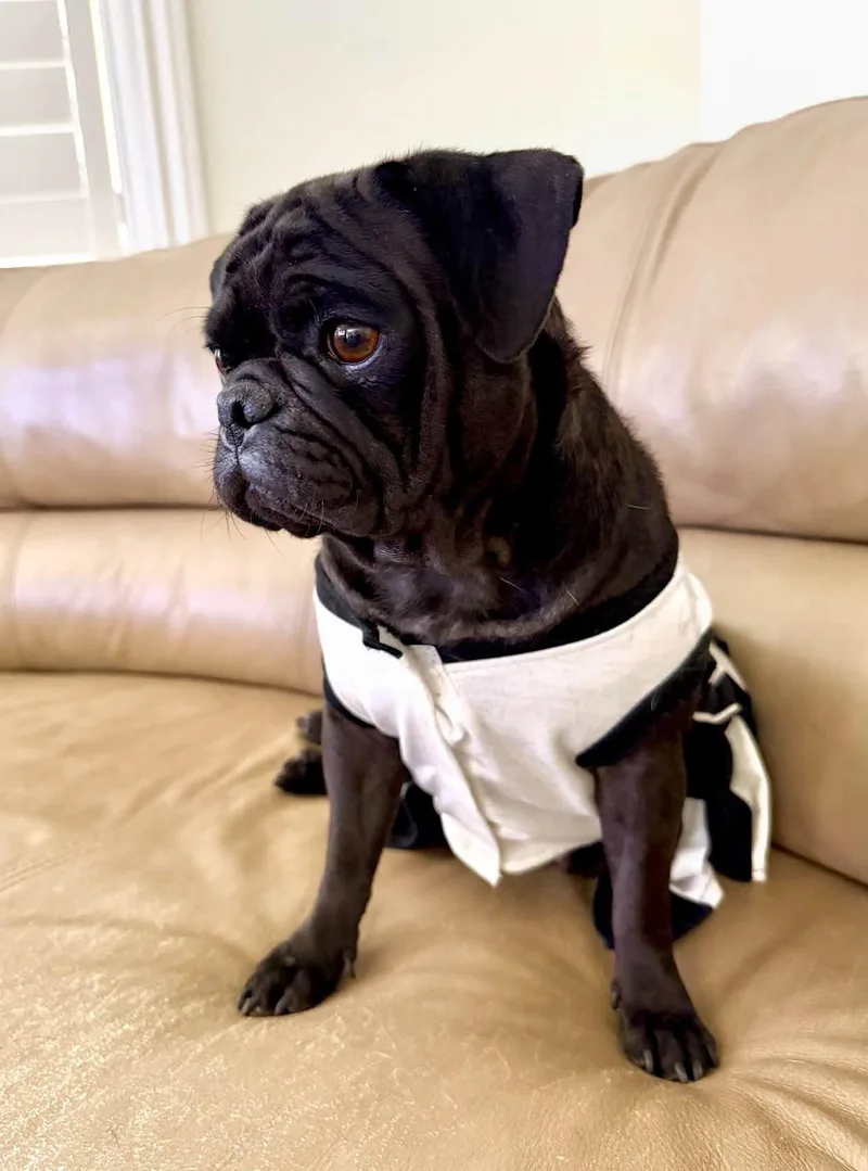 An adult small-sized female Pug dog named Pumpkin for adoption in San Tan Valley, AZ