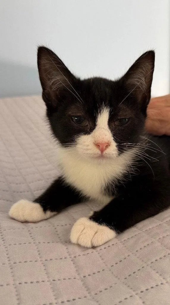 A baby small-sized female Black & White / Tuxedo Domestic Short Hair cat named Hugo for adoption in Lovingston, VA