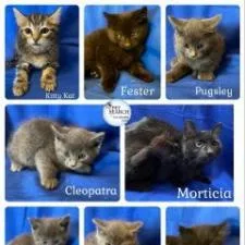 Cleopatra thumbnail 2