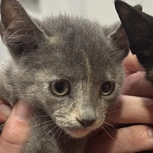 A baby small-sized female Tortoiseshell Domestic Short Hair cat named Zoey for adoption in Midland, TX
