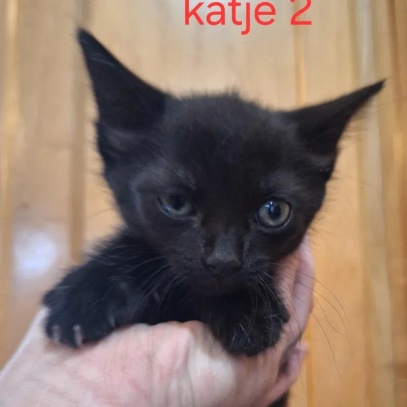 A baby small-sized female Black Domestic Short Hair cat named Mia for adoption in Grantsville, UT