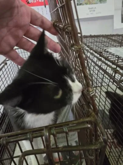An adult medium-sized female Domestic Short Hair cat named Marge for adoption in Los Angeles, CA