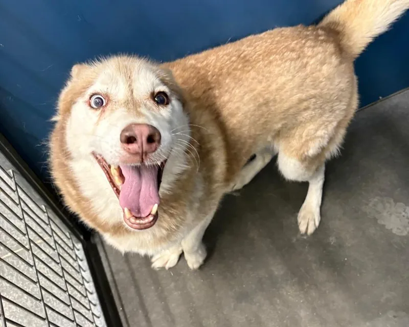 An adult large-sized male Husky dog named Baret for adoption in Henderson, NC
