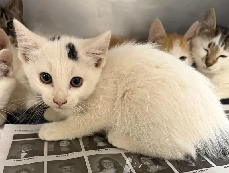 A baby small-sized male Domestic Short Hair cat named Toulouse for adoption in Hopkinsville, KY