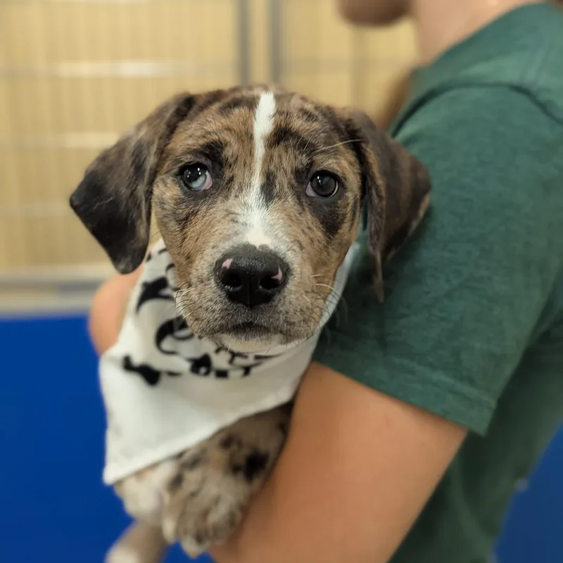 A baby medium-sized male Black Mixed Breed dog named Champ for adoption in Hendersonville, NC