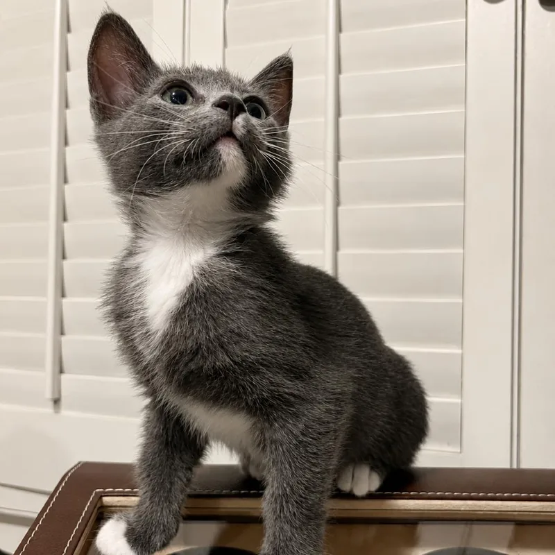 A baby small-sized female Gray / Blue / Silver Domestic Short Hair cat named Fossil for adoption in Tustin, CA