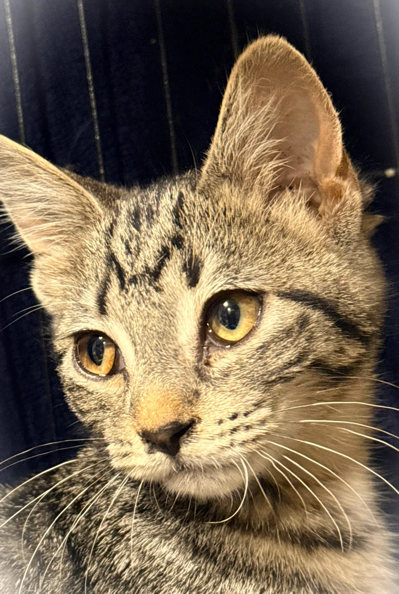 A baby small-sized female Tabby (Brown / Chocolate) Domestic Short Hair cat named Grasshopper for adoption in Mankato, MN