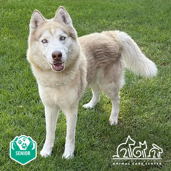 An adult large-sized male Siberian Husky dog named Max for adoption in Irvine, CA