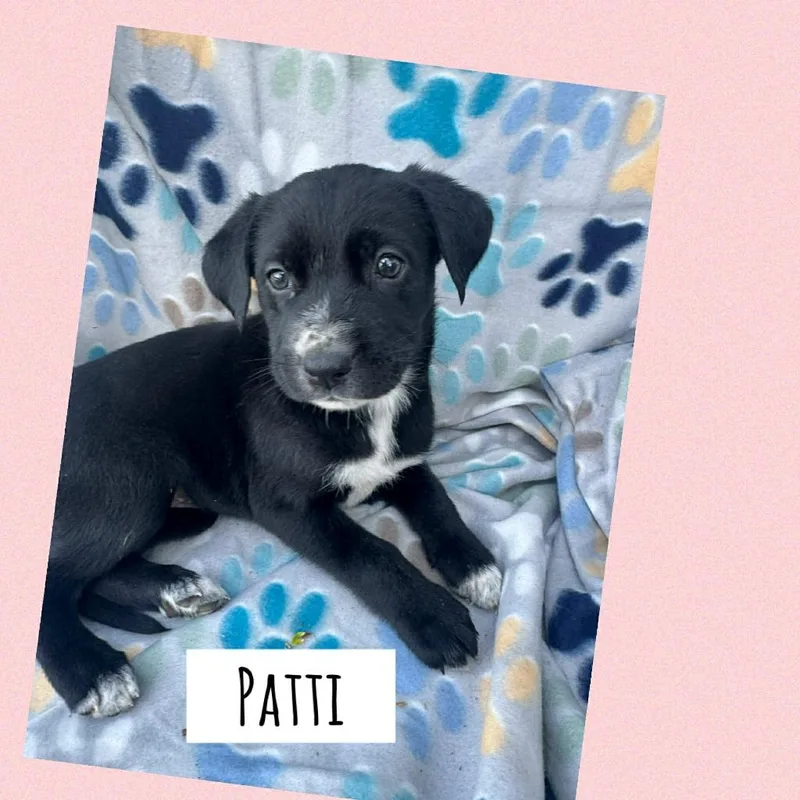 A baby medium-sized female Labrador Retriever dog named Patti for adoption in Orlando, FL