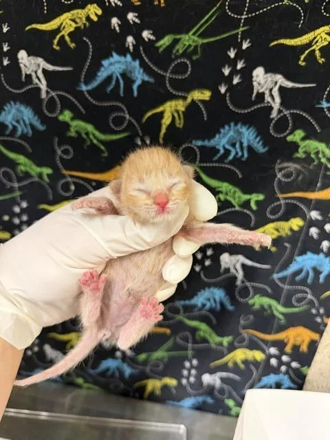 A baby small-sized male Domestic Short Hair cat named Ricky for adoption in Riverside, CA