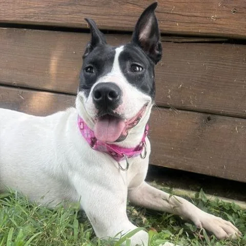 A young medium-sized female American Staffordshire Terrier dog named Rose for adoption in Mooresville, IN
