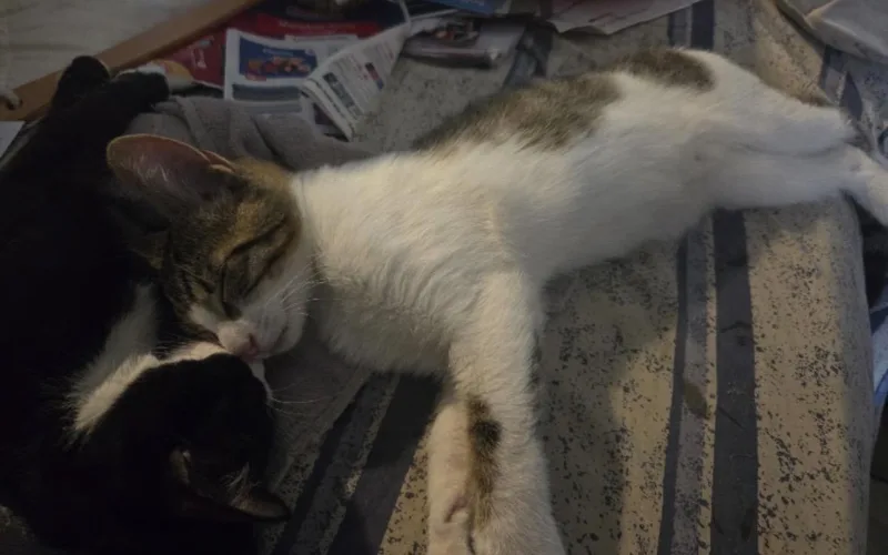 A baby medium-sized male Tabby (Brown / Chocolate) Domestic Short Hair cat named Ted for adoption in Murrieta, CA