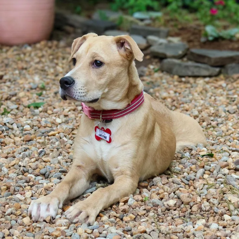 A young medium-sized female Yellow / Tan / Blond / Fawn Labrador Retriever dog named Jayne for adoption in Wake Forest, NC