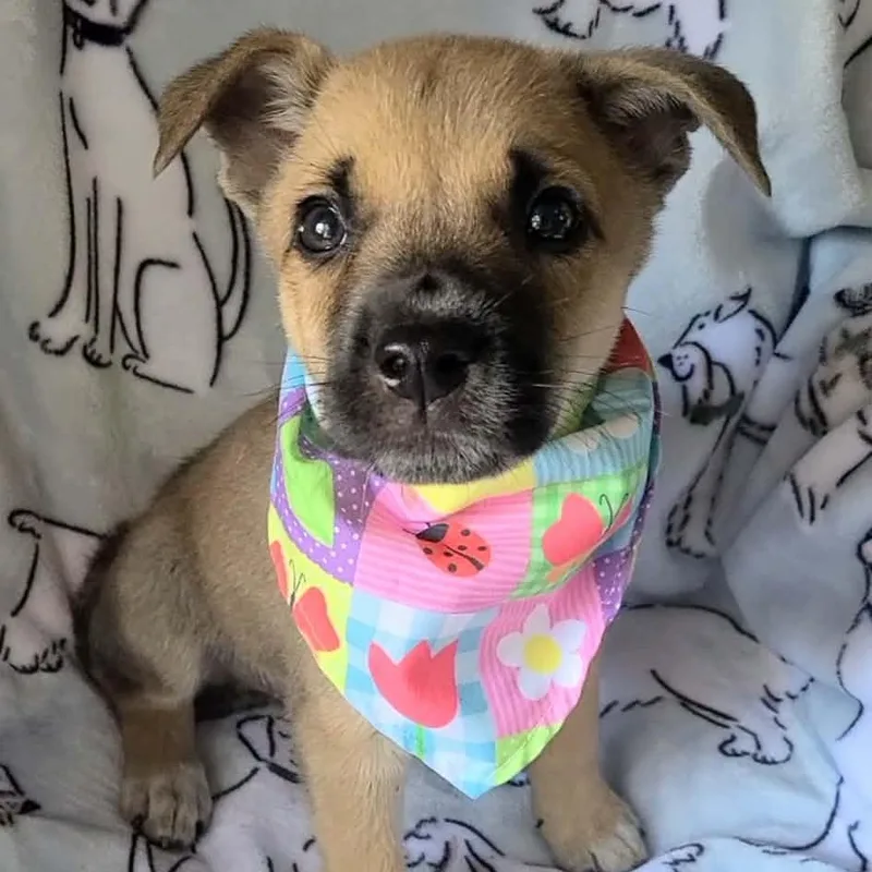 A baby medium-sized male Mixed Breed dog named Sherbert for adoption in Woolwich, ME