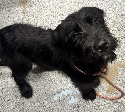 An adult medium-sized male Schnauzer dog named Yeti for adoption in West Chester, PA