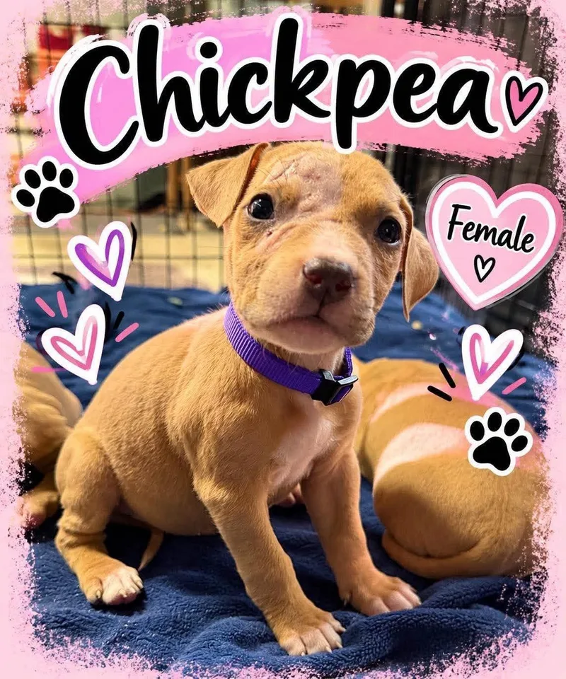 A baby medium-sized female Mixed Breed dog named Chickpea for adoption in Pleasant Ridge, MI