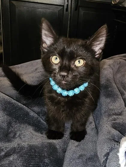 A baby small-sized female Domestic Short Hair cat named Avabelle for adoption in Phoenix, AZ