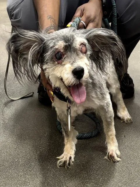 A senior small-sized female Yorkshire Terrier dog named Pebbles for adoption in Upper Marlboro, MD