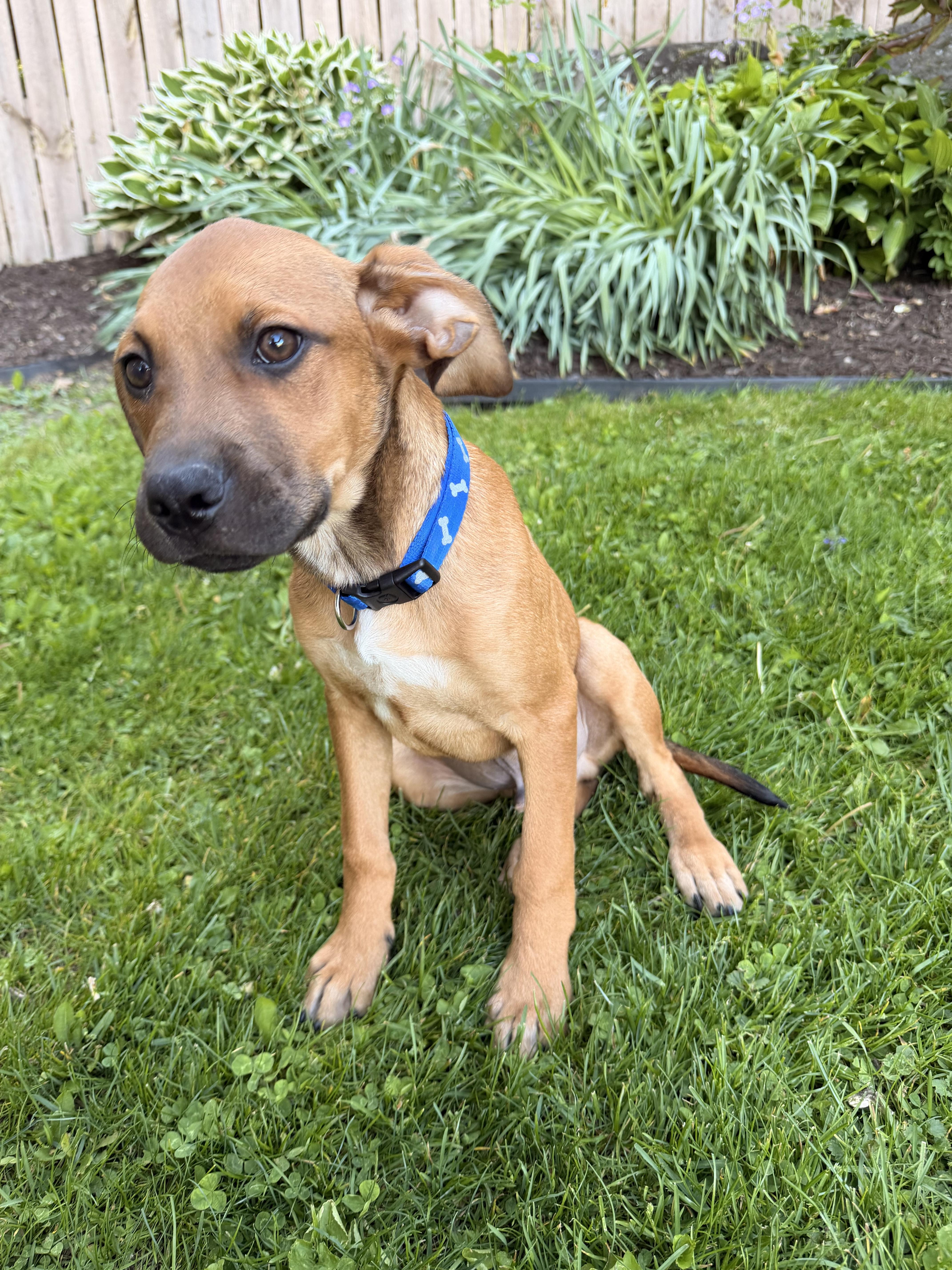 Levi