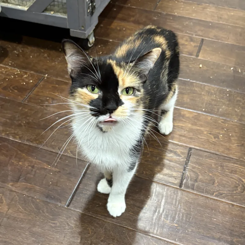 An adult medium-sized female Calico American Shorthair cat named Patchouli for adoption in Palm City, FL