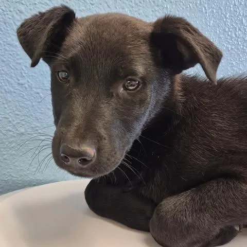 A baby medium-sized female Black German Shepherd Dog dog named Jasmine for adoption in Bastrop, TX