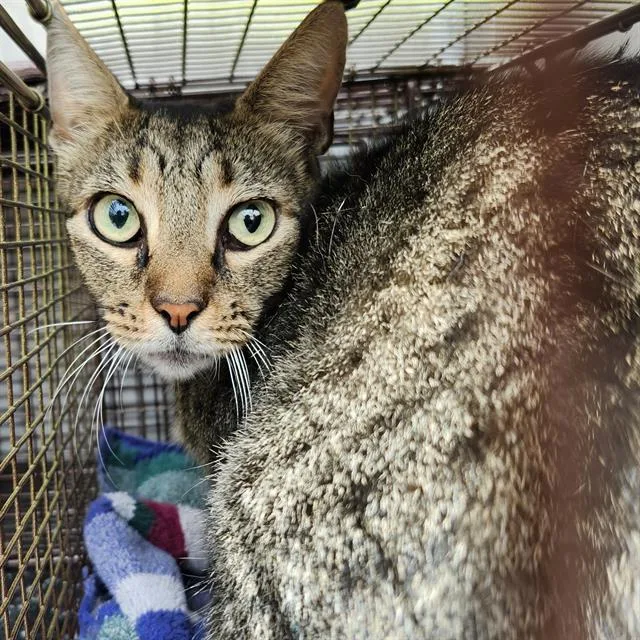 An adult small-sized male Domestic Short Hair cat named Jellybean for adoption in San Antonio, TX