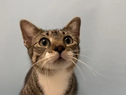 An adult small-sized female Domestic Short Hair cat named Reenie for adoption in Woodbury, MN
